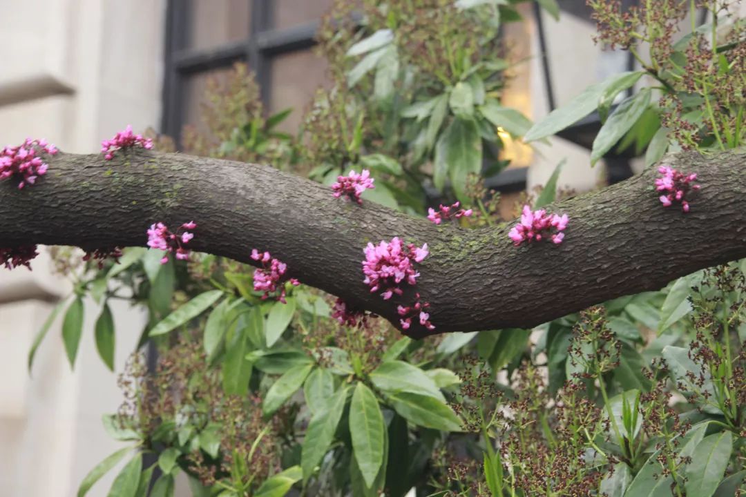 紫荆花什么时候开花（知识科普紫荆花的开花期）