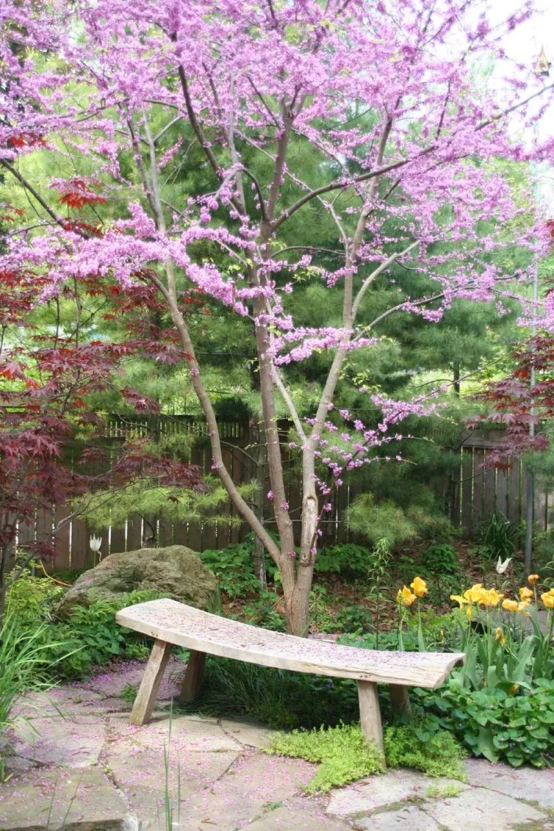紫荆花什么时候开花（知识科普紫荆花的开花期）