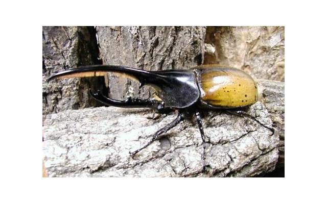  范冰冰和李晨分手后，去做了这件事