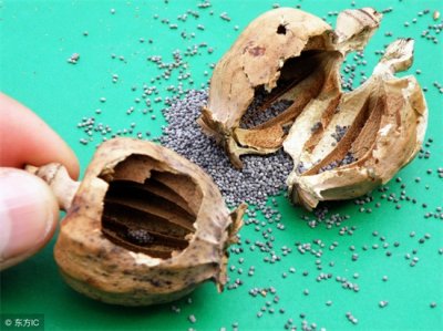 ​罂粟壳的功效与作用 罂粟壳的中药基本特性 现代研究与应用！
