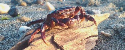 ​这八种食物不能和螃蟹搭配 不能与螃蟹一起吃的食物