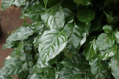 ​绿宝树好养吗