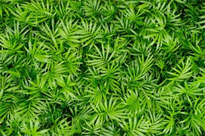 ​袖珍椰子的作用