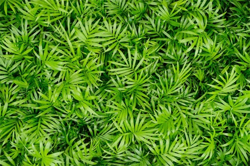 袖珍椰子 袖珍椰子