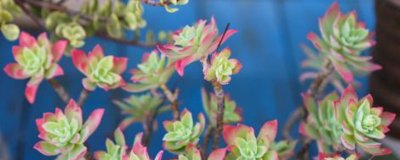 ​薄化妆怎么爆盆