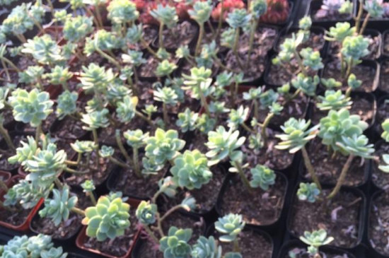 薄化妆怎么爆盆(图3)