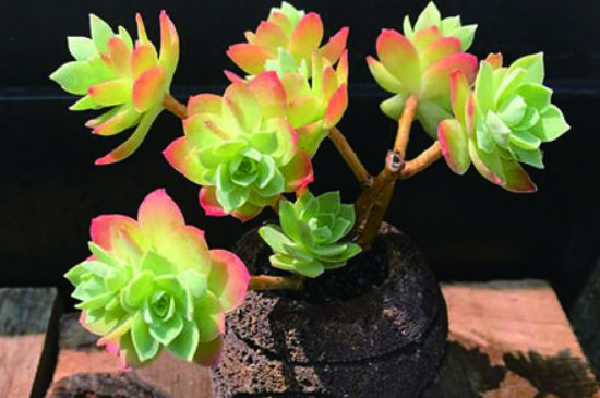 薄化妆怎么爆盆(图4)