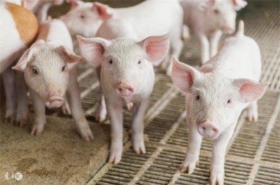 ​懒汉养猪法的特点（勿喷！懒汉养猪法的特点 看完这个你就知道了）