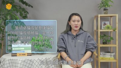 ​短腿猫是什么品种图片「白色短腿猫是什么品种」