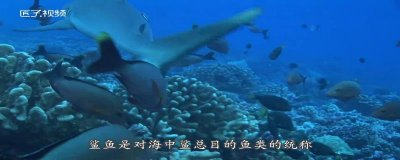 ​鲨鱼是保护动物吗