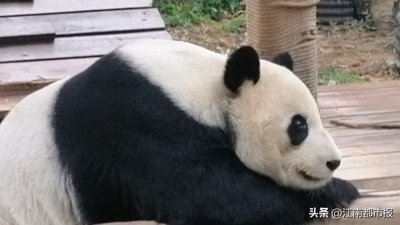 ​再见！大熊猫美灵在南昌生活10年被称为“豫章长公子”，离行前依依不舍