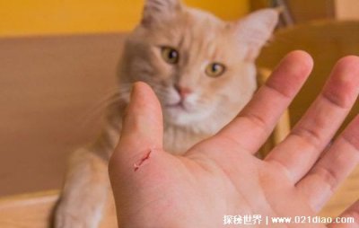 ​被猫咬千万不要打狂犬疫苗，猫感染狂犬病几率很小(打了更保险)