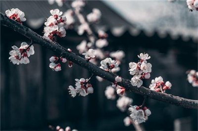 生肖马跟这三个生肖在一起，注定情路坎坷