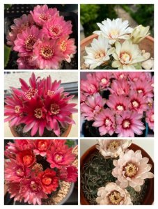 ​绯花玉，虽然是仙人球里的短命品种，却叫人爱不释手