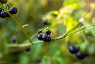 ​农村比较常见的6种“剧毒植物”，别随意采摘食用，认识不吃亏！