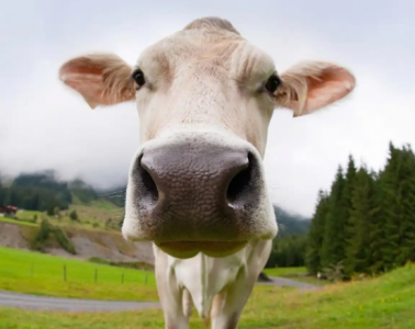 一丝不乱猜打一准确生肖|是代表什么生肖|最准确解答