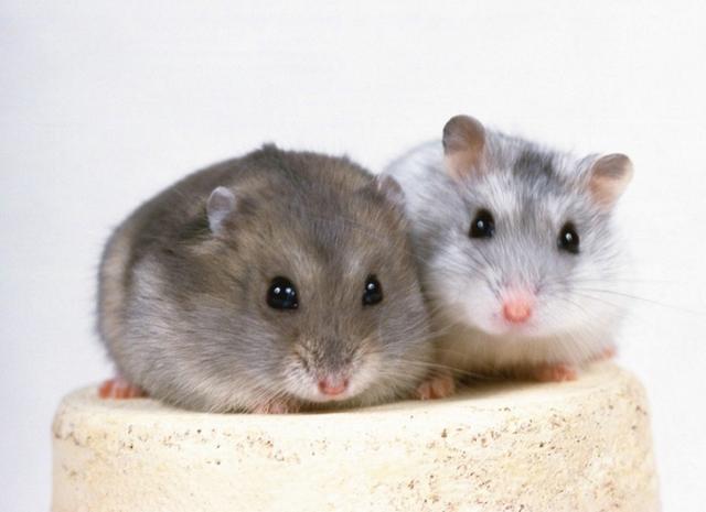 1762961133116857.jpeg 0dfd16c72f010d9177240e5af27d255f.jpeg