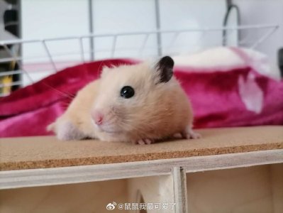 “流离失所叹底层”|指哪个是什么生肖|打一最佳准确生肖词语|释义作答词语赏析解释